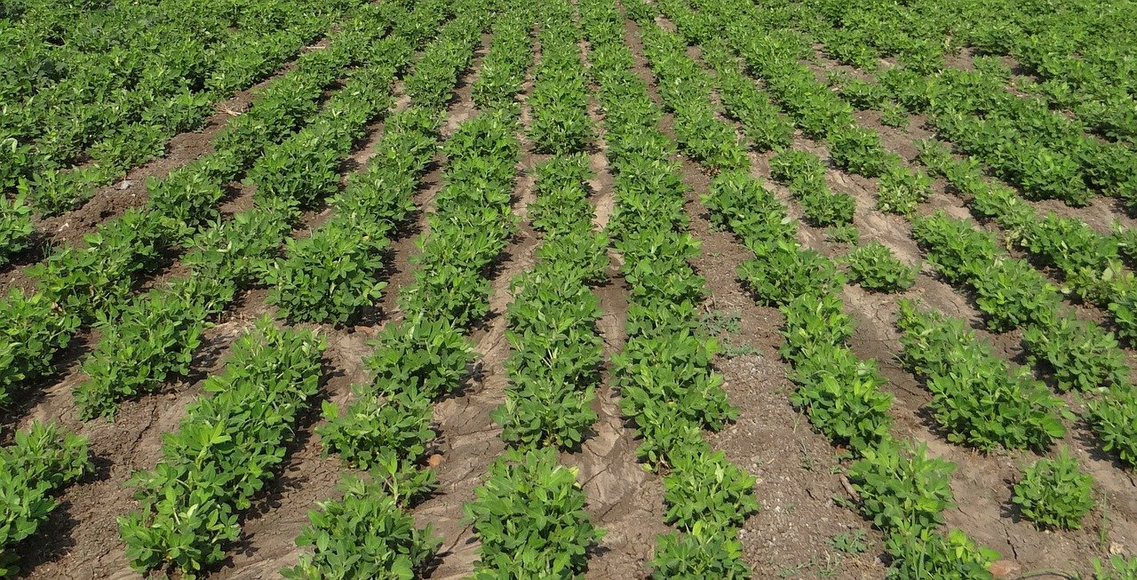 peanut field, groundnut field, india-285951.jpg